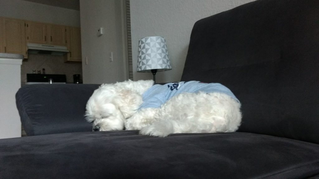 Yudi dormindo no sofá