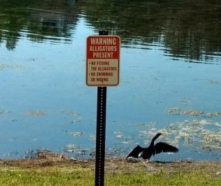 warning alligators